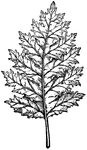 The common name of acanthus is bear's breech. The mollis variety has wavy leaves.
