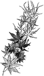 Pictured are several varieties of Japanese maple. These varieties include (a) acer palmatum, (b) acer japonicum, (c) acer palmatum variation atropurpureum, (d) variation ornatum, (e) variation Thunbergii, and (f) variation dissectum.