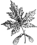 The common names of acer saccharinum are white or silver maple. The tree is large, about one hundred twenty feet tall. The leaves are deeply five lobed. The leaves are green above, silvery white beneath, and four to six inches long.
