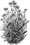 Achillea millefolium variation rubrum has red flowers. It is a variety of yarrow or milfoil.