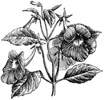<i>Achimenes longiflora</i> flowers are violet-blue and whitish beneath. The flowers grow alone on each stem. The leaves are opposite or 3-4 whorled.