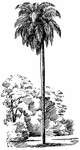 Acrocomia is a genus of American palms. The sclerocarpa species grows between thirty and forty five feet tall. The trunk is about one foot thick with black spines.