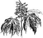 <i>Aesculus georgiana</i> is a shrub that grows six feet tall. The flowers are red and yellow. The shrub flowers in May and June.
