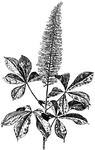 <i>Aesculus parviflora</i> shrubs grow between three and ten feet tall. There are five to seven oblong leaflets. The fruit is smooth.