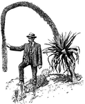 The trunk of <i>Agave attenuate</i> is four to five feet. The trunk is sometimes prostrate.