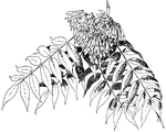 The common name of <i>Ailanthus altissimo</i> is tree of heaven. The tree grows to sixty feet tall. The young branchlets are covered in short, fine hairs. The branchlets are usually yellowish brown.