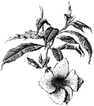 <i>Allamanda cathartica variety hendersonii</i> is tall, vigorous, and free flowering. The leaves are large, thick, and leathery.
