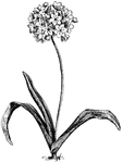 The leaves of <i>Allium neapolitanum</i> are long and narrow. The flowers are large, pure white, with colored stamens.