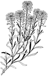 Sweet alyssum is the common name of <I>Alyssum maritime</i>. The flowers grow in clusters at the end of the stems. The flowers have a honey scent. The leaves taper to the base.