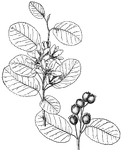 <I>Amelanchier alnifolia</I> is a ten foot tall shrub with stout, upright branches. The flowers are rather small. The fruit is black and bloomy.