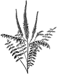 The common name of <I>Amorpha fruticose</I> is bastard indigo. The shrub grows between five and twenty feet tall. The flowers are dark purple.