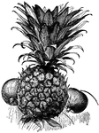 Pineapple is the common name of <I>Ananas sativus</i>. The fruit is borne on top of a rosette of stiff leaves.