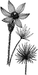 The common names of the nuttalliana variety of <I>Anemone patens</I> are wild patens and American pasque flower. The flowers appear before the root.