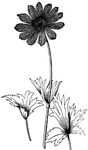 <I>Anemone fulgens</i> flowers are two inches across and vivid scarlet with a black stamen. Several leaves grow beneath each flower.