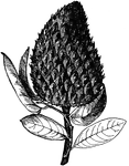 The common names of <I>Annona muricata</i> are soursop, guanabana, corosol, coracao de rainha, graviola, suirsaak, and zuursaak. The tree is a small evergreen and is the size of a peach tree. The fruit is very large and fleshy, sometimes weighing up to five pounds. The fruit is oval or heart shaped. The pulp is white and juicy with a slight mango like flavor.