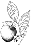 <i>Annona glabra</I> has many common names including pond apple, alligator apple, monkey apple, mangrove annona, mamin, mamain, and others. The fruit is the size of a bellflower apple with leathery skin. The fruit is not edible.