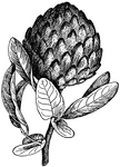 The common names of <I>Annona diversifolia</i> are ilama and ilamatzapotl. The pulp of the fruit is cream colored or rose tinted and edible.