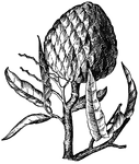 Some of the common names of <I>Annona reticulata</i> are common custard apple, bullock's heart, corazon, and corossol. The fruit is smooth and three to five inches in diameter. The pulp is sweetish but usually granular.