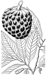 Some of the common names of <I>Annona squamosa</i> are sugar apple, sweet sop, anon, and atta. The fruit is about the size of an orange. The pulp is yellowish white, creamy or custard like, very sweet and pleasantly flavored.