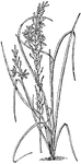 The common name of <I>Anthericum liliago</I> is St. Bernard's Lily. The stem is simple and two to three feet high. The flowers are one inch or less across.