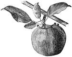 Pictured is an apple showing the side bud that is to continue the spur the following year.