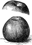 Pictured are the top and bottom views of a baldwin apple.
