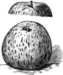 Pictured are the top and bottom view of a Ben Davis apple.