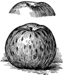 Pictured are the bottom and top views of a blue pearmain apple.