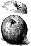 Pictured are the top and bottom views of an esopus apple. It also known as the spitzenberg apple.