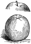 Pictured are the top and bottom views of a gano apple.