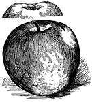 Pictured are the bottom and top views of a grimes apple.