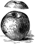Pictured are the bottom and top views of a Hubbardston apple.