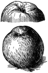 Pictured are the top and bottom views of a northern spy apple.