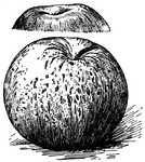 Pictured are the bottom and top views of a Rome beauty apple.