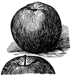 Pictured are the bottom and top views of a stayman apple. It is also known as the winesap apple.