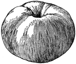 Pictured is a Tompkins King apple. It is the flat or oblate American apple.