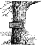Pictured is the first tablet in New York state in memory of any apple. The tablet was erected in the town of Camillus on the original site of the primate apple tree.