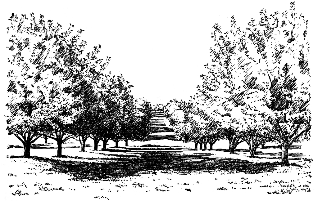 orchard clipart black and white