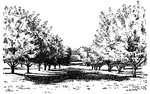 Pictured is a California apple orchard. It was until 1880 that California was proven to be able to grow apples commercially.