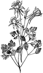 <I>Aquilegia chrysantha</I> grows between three and four feet tall. There are many flowers on the plant. The flowers are two to three inches across and are yellow tinted with red.