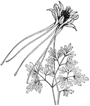 The <I>Aquilegia longissima</I> plant is tall and covered in silky hairs. The flowers are pale yellow. The leaflets are deeply lobed and cut.