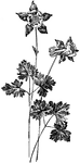 The stem of <I>Aquilegia alpina</I> is nearly one foot tall. The plant has two to five flowers. The flowers are blue, rarely pale or white.