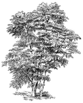 The common name of <I>Aralia chinensis</I> is Chinese Angelica Tree. The tree grows forty feet tall. The leaves are two to four feet long and usually do not have prickles.