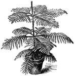 The common name of <I>Araucaria excelsa</I> is Norfolk Island Pine. The plant is light green and has curved, soft, sharp pointed leaves. The leaves are densely placed on drooping branchlets.