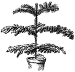 The common name of <I>Araucaria excelsa</I> is Norfolk Island Pine. Pictured is a poor specimen.  It is a poor specimen because it was too crowded or did not receive sufficient light.