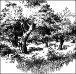 Illustrated are picturesque old apple trees.