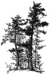 Illustrated is a group of surviving hemlock spruces.
