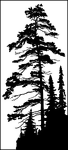 Pictured are conifer forms: pine and spruces.
