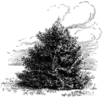 Spanish fir is the common name of <I>Abies pinsapo</I>. Illustrated is the verdure from top to base.