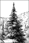 <I>Abies venusta</I> is a well clothed conifer.
